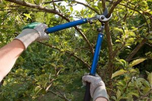 ants treeworks tree pruning tree mulching be safe