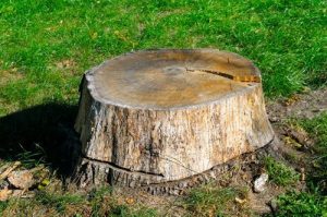 stump removal services carrum
