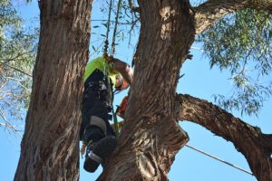 tree removal portsea
